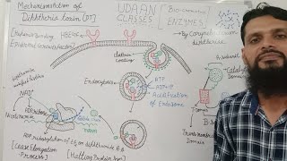 Diphtheria Toxin Mechanism [upl. by Aerdna]