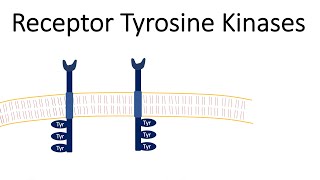 Receptor Tyrosine Kinases  RTK [upl. by Marino834]