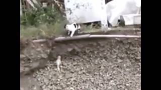 Amazing Cat Rescues Puppy From Ditch In India [upl. by Nara139]