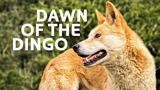 Dingoes The Fierce Underdogs Of The Australian Wild [upl. by Curcio]