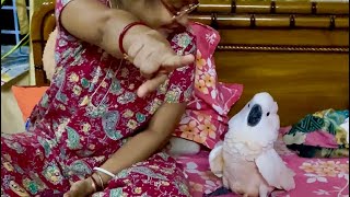 Leo ko Mobile 📱 chaiye bird talkingparrot cockatoos funnyvideo [upl. by Terrilyn]