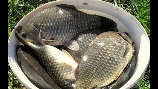 САМАЯ ЛУЧШАЯ РЫБАЛКА 2024КАРАСИ МОНСТРЫ ГИГАНТЫ ДНЕПР fishing ukraine carpfishing [upl. by Ynnahc]