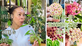 Crazy Blooming Hoyas 🌸🌼🌺 Updates Repot amp Trellis [upl. by Adnirod]