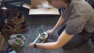 Costa Farms Fukien Tea Bonsai Unboxing Home Depot [upl. by Lorelie877]