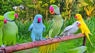 Funny parrot natural sounds [upl. by Hoenack]