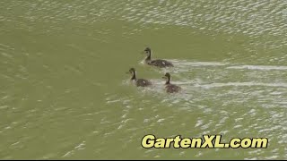 Junge Enten beim schwimmen ohne Entenmutter [upl. by Heyward]