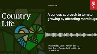 A curious approach to tomato growing by attracting more bugs  Country Life [upl. by Munro]