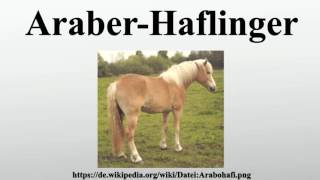 AraberHaflinger [upl. by Breen]