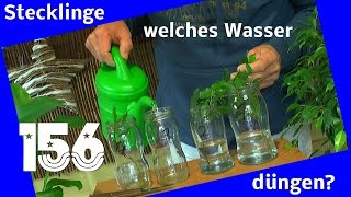 Ficus im Wasser bewurzeln  Experiment düngen im Wasser [upl. by Eliot]