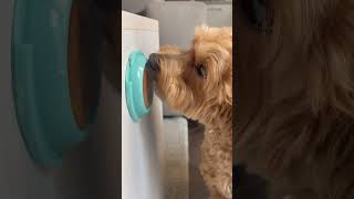 maltipoo maltipoolife doglover dogsofyoutube maltipoodog cani [upl. by Vyse]