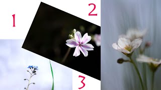 Shooting a Garden Macro Triptych [upl. by Eiresed580]