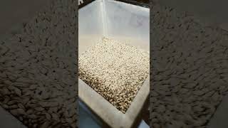 Cracking Barley Grains For Brewing Beer [upl. by Olivie]