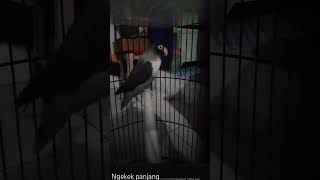 LOVEBIRD BATMAN PERSONATUS NGEKEK PANJANG DIMALAM HARI kingsf kicaumania lovebirds ngekek [upl. by Leunamme90]