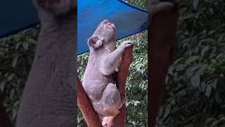 What Does a Koala Sound Like ❓🐨 australiananimals koala [upl. by Llerej]