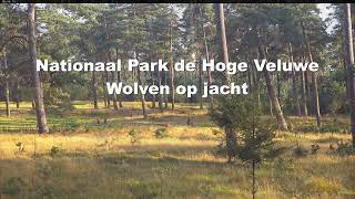 Wolven op jacht 31 augustus 2024 [upl. by Yedoc]