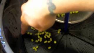 Perfect Sprouts Every TIme in the Freshlife Automatic Sprouter part 1 [upl. by Jannel]