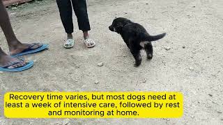 how parvovirus is treated and after care germanshepherdpuppiesgerman shepherdpetsdogsanimals [upl. by Nalra]