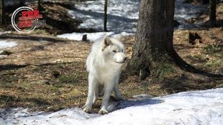 Le loup dans les Vosges [upl. by Alaikim]