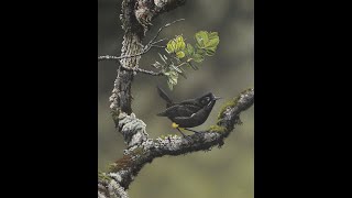 The Last Kauai ‘Ō’Ō Bird In 1987 [upl. by Ober]