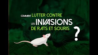 Comment lutter contre les invasions de rats et de souris [upl. by Schnurr]