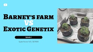 BARNEYS vs EXOTIC GENETIX EP2  SPIDER FARMER 5X5  SE 7000 [upl. by Edecrem]