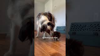 Dog Becomes Mama To A Litter Of Tiny Rescue Kittens  The Dodo [upl. by Anilatac]