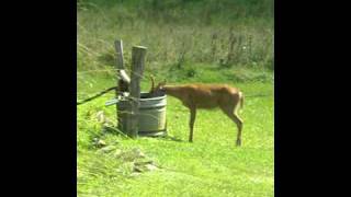 Deer drinking out of water trough [upl. by Saltsman]