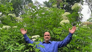 ONE Elderberry GIANT – no secret just grow the Bob Gordon Elderberry [upl. by Asik]