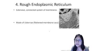 Chapter 13a  Cell Structure and Function Structure 19  Cambridge ALevel 9700 Biology [upl. by Ynnad]