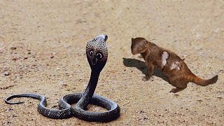 Inland Taipan vs The Mongoose Who Would Win [upl. by Vergos]