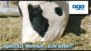 Über 1300 € mehr Milchgeld durch wertvolle Maissilage  Maissilage für Kühe Biogas  Schwein  CCM [upl. by Macario144]