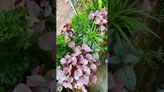 Easy propagation of begonia plant makes more colorful in btn greeny garden stepbystep diygarden [upl. by Deryl]