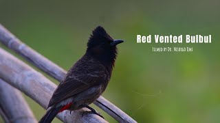 Red Vented Bulbul [upl. by Chancelor]