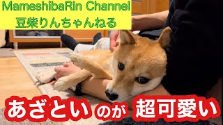 【豆柴】りんちゃん、あざとく撫でてもらうのが超可愛い💕 vol167 Shibainu Rinchan was petted by family [upl. by Shani18]