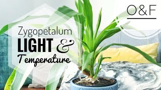 Zygopetalum Orchid Care  Light amp Temperature CareCollab [upl. by Enitnemelc611]