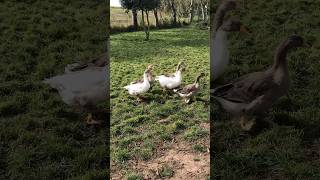 Im Gänsemarsch 😄 gänse geese walkingaround garden countrylife [upl. by Pepper307]