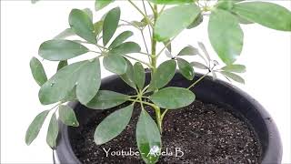 How to Grow and Care Schefflera Plant  Umbrella by Stem Cuttings [upl. by Kerek390]