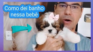 OLHA COMO EU PREPAREI ESSA FILHOTE DE SHIH TZU [upl. by Daggett]