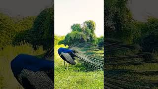 Peacock dance mor ka nraty peacock birds peacocking nature peacok martialeagle kingfisher [upl. by Joappa]