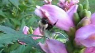 Bumblebee visiting Turtlehead Flowers [upl. by Matthieu709]