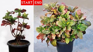 My TIPS To GROW a ▶MASSIVE amp ▶Beautiful Croton Plant [upl. by Landahl277]