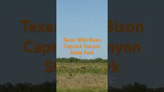 Texas wild Bison Caprock Canyon State Park texas buffalo caprockcanyon wildwest [upl. by Hines]