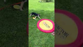 Sky dog puppy learning to catch frisbee puppy dogtraining germanshepherd [upl. by Okomot839]