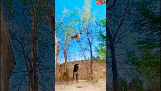 Training k9 dogs at home malinois pets k9 chó pubg dogtraining [upl. by Alihs]