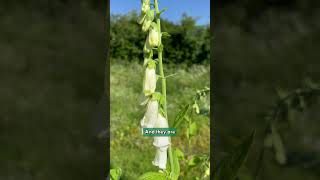 Digitalis purpurea f albiflora zones 4 to 8 [upl. by Rezal]