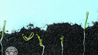 Onion seeds germinating in time lapse [upl. by Seavir110]