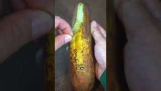 Peeling my luffa gourd extremely satisfying [upl. by Hellah]