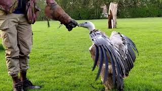 The Griffon Vulture Training at Dubai Safari Park Birds Of Prey Show THERAPTORS [upl. by Cecilia]