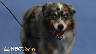 National Dog Show 2020 Best in Show Full Judging  NBC Sports [upl. by Horton]