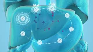 Pathophysiology of Acute Hepatic Porphyria AHP [upl. by Levinson]